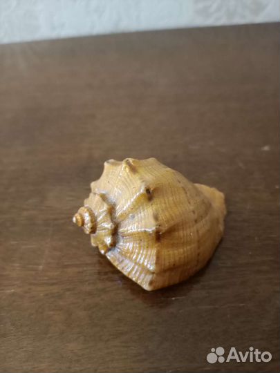 Рапаны, ракушки, створки моллюсков