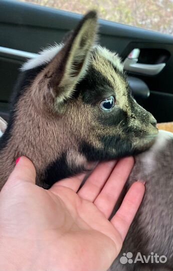 Карликовые камерунские козлята нигерийского типа