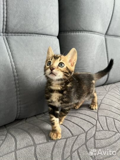 Бенгальские котята