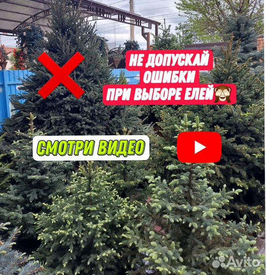 Ёлки ели голубые зеленые