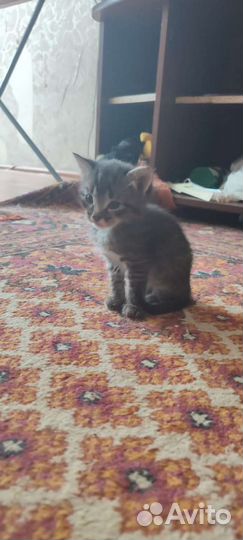 Кошка в дар