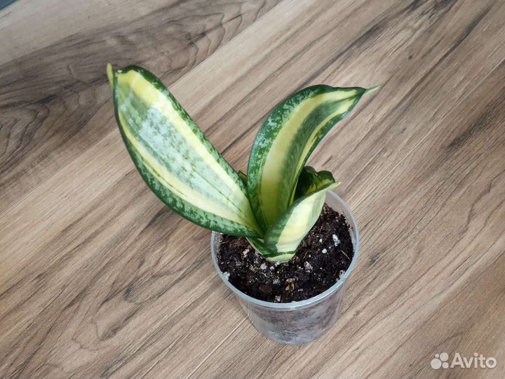 Сансевиерия Ханни Крео Вариегата Lucille Polan