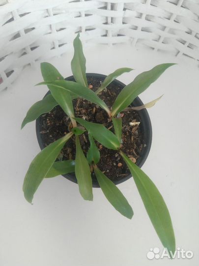 Комнатные растения 2