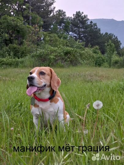 Щенки Бигль