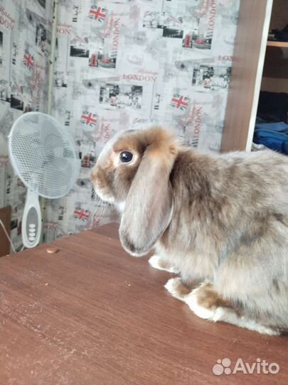 Карликовый вислоухий кролик