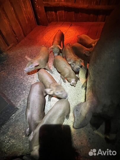 Поросята породы Дюрок