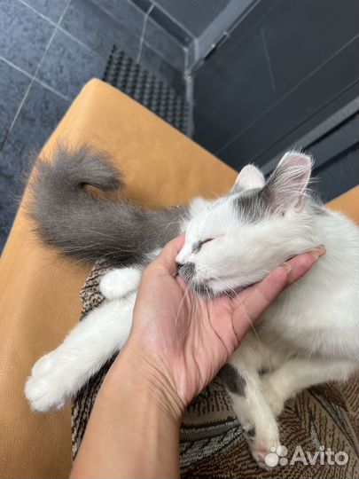 Очень ласковая кошка