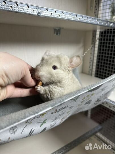 Новые Гамаки и витрины для грызунов (шиншилл)