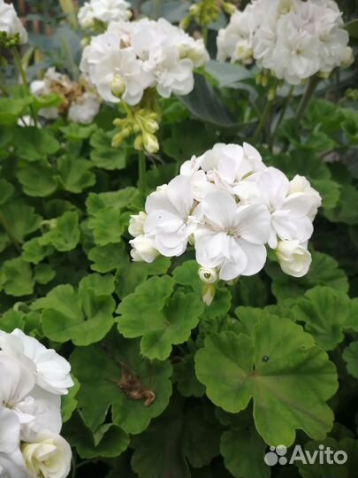 Пеларгония герань