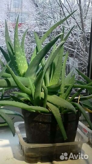 Лекарственное комнатное растение Алоэ Вера