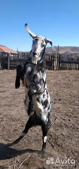 Услуги козла