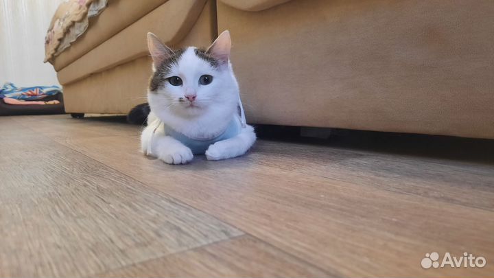 Кошечки мышеловки