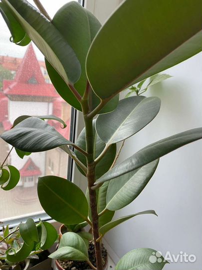 Фикус каучуконосный