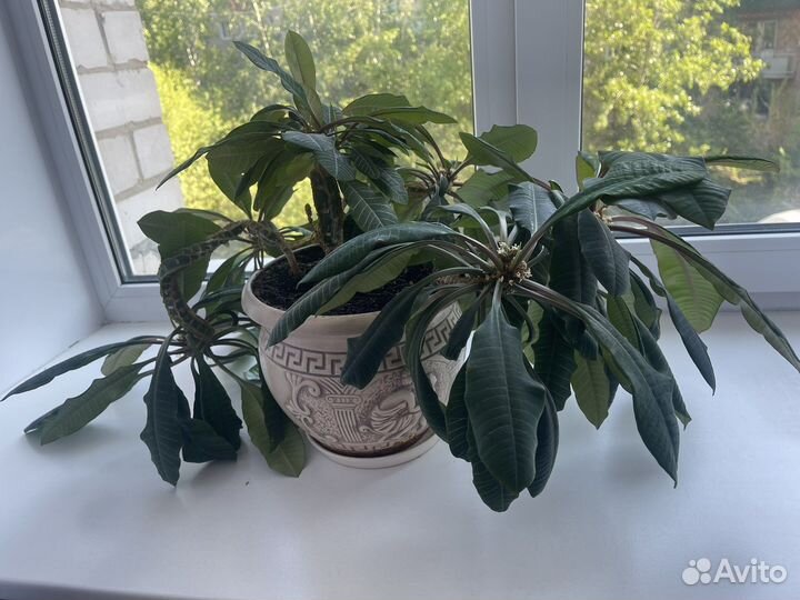 Молочай в керамическом горшке