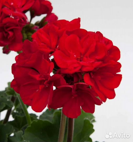 Герань пеларгония