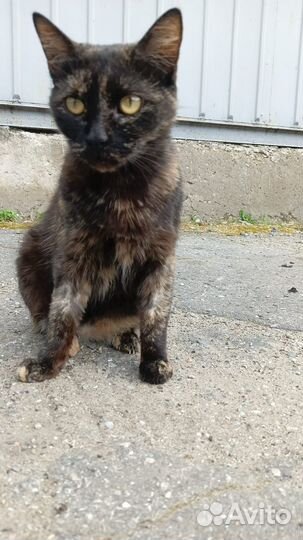 Трехцветное чудо для особенных людей