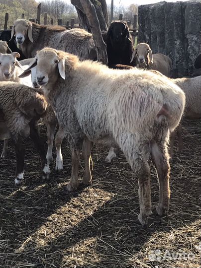 Курдючные бараны овцы