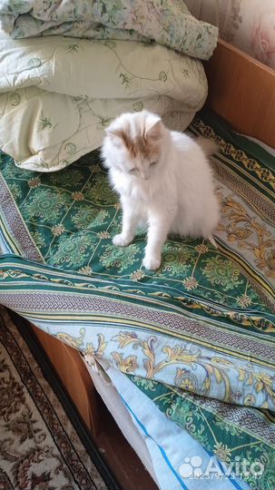 Кошечка в добрые руки