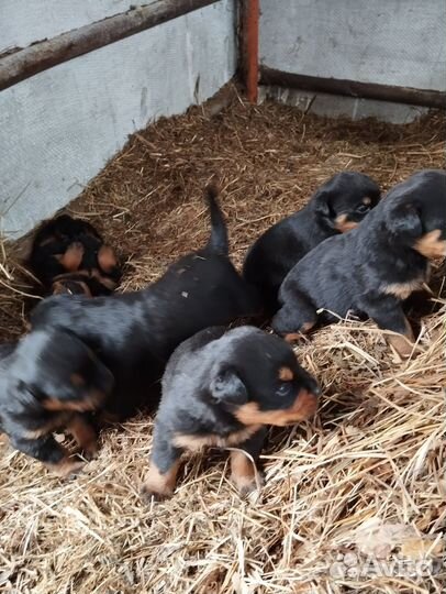 Щенки Ротвейлера