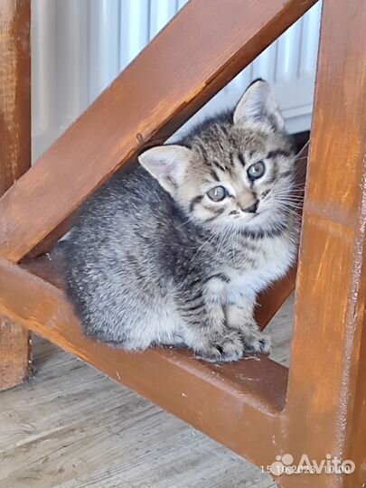 Кошка в дар бесплатно