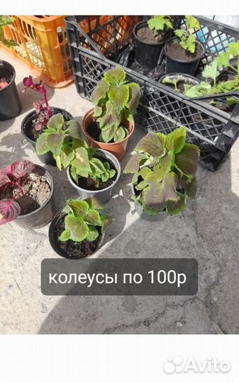 Фуксия, суккуленты, колеусы