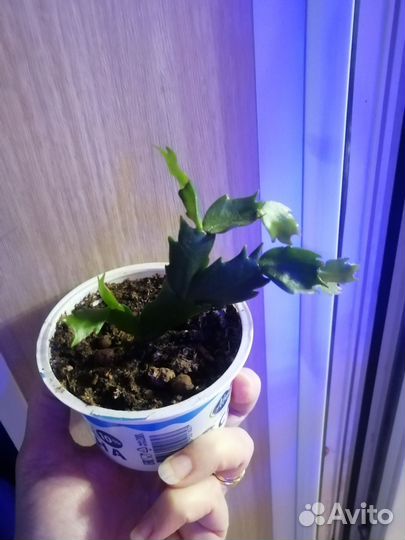 Декабрист, традесканция, коллизия зеленая