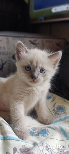 Тайская кошечка
