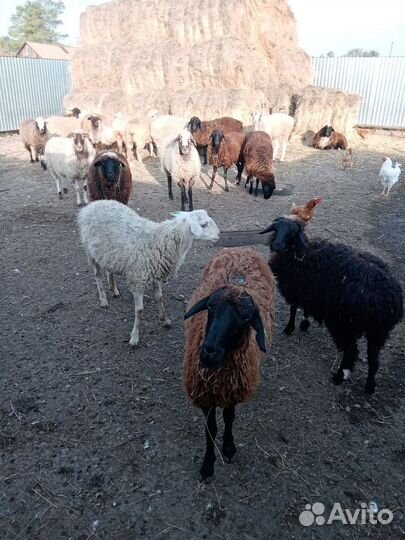 Домашние животные