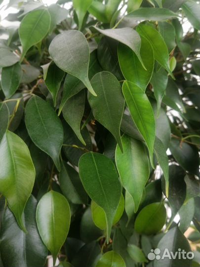 Фикус Наташа