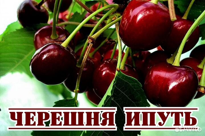 Черешня ипуть