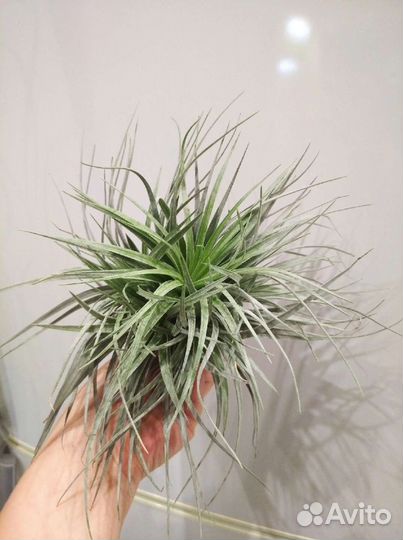 Тилландсия