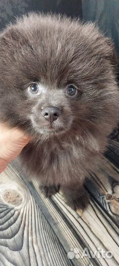 Щенки шпица