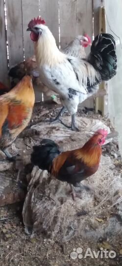 Петушки карликовые бентамки