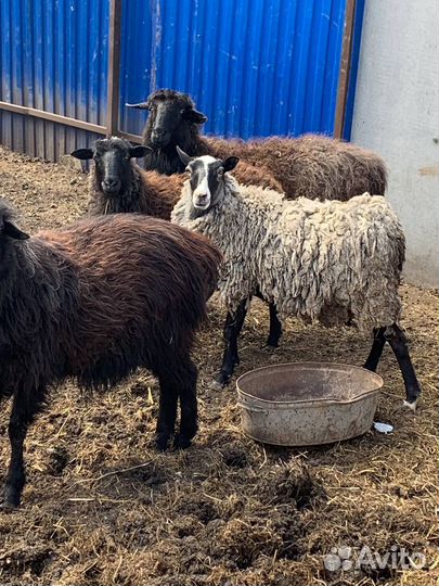 Овцы бараны,бык