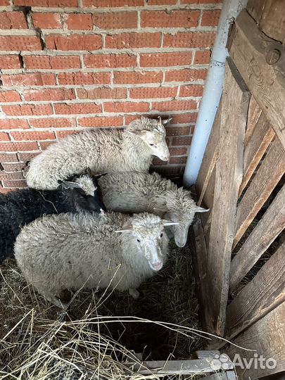 Бараны овцы