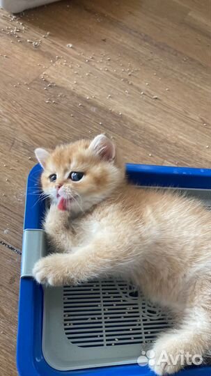 Золотые и серебряные шиншиллы