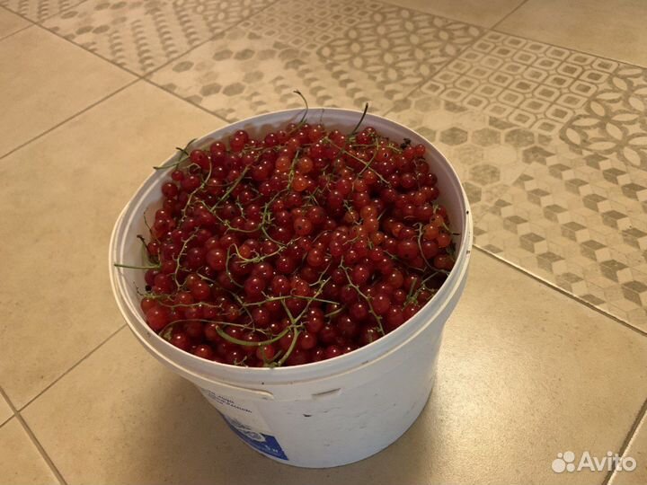 Красная смородина