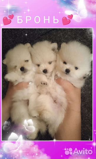 Щенки шпица