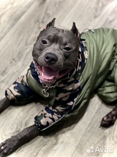 Голубой питбуль ищет невесту