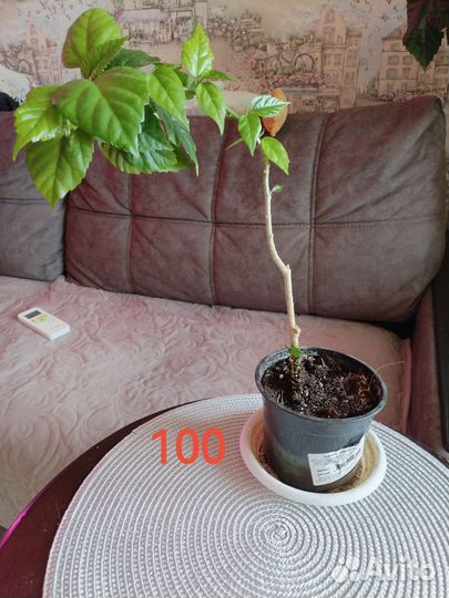 Комнатные цветы