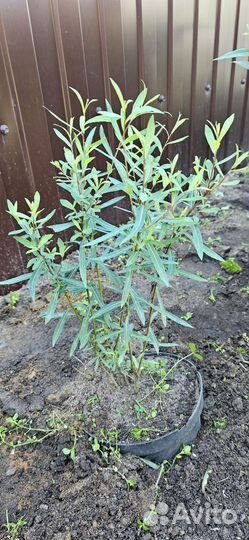 Ива пурпурная нана