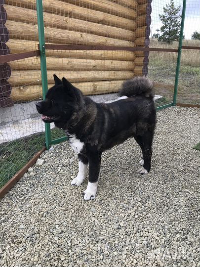 Передержка животных. Зоогостиница