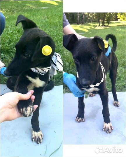 Щенок курцхаара в добрые руки