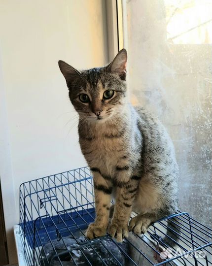 Кошка в добрые руки