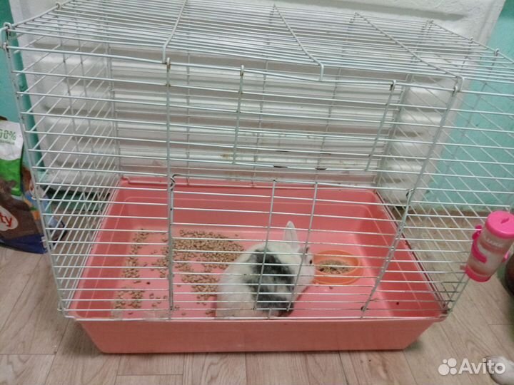 Кролик с клеткой