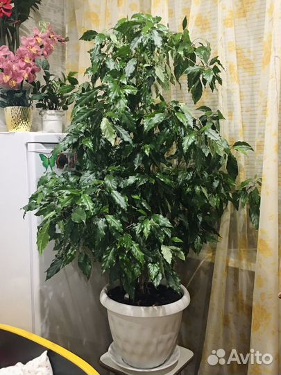 Гибискус (Китайская роза)