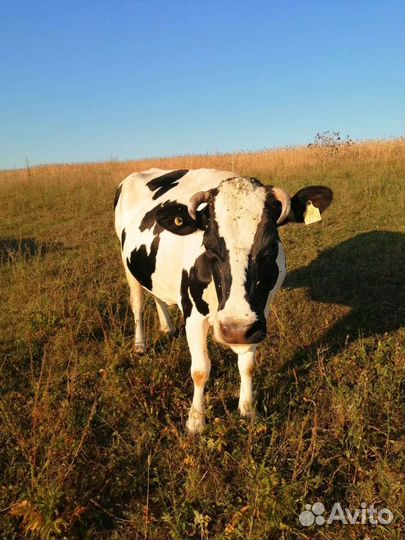 Корова дойная