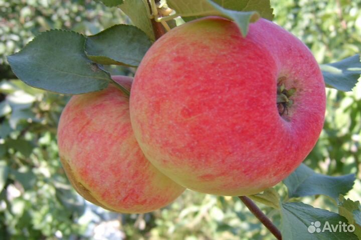 Саженцы плодово-ягодных культур