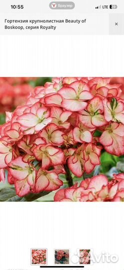 Гортензия крупнолистная Beauty of Boskoop