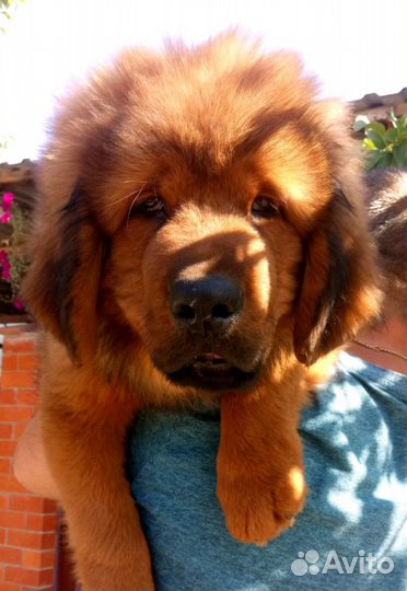 Малыш свободен